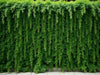 "Charming Climbing Lattice Barrier: elegant garden feature supporting plants, privacy, sturdy, sophisticated outdoor beauty.", vector, best quality, masterpiece