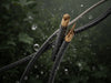 AllWeather Utility Wire - Resilient Performance Rain or Shine